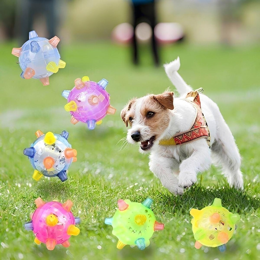 Balle Pour Chien Interactive