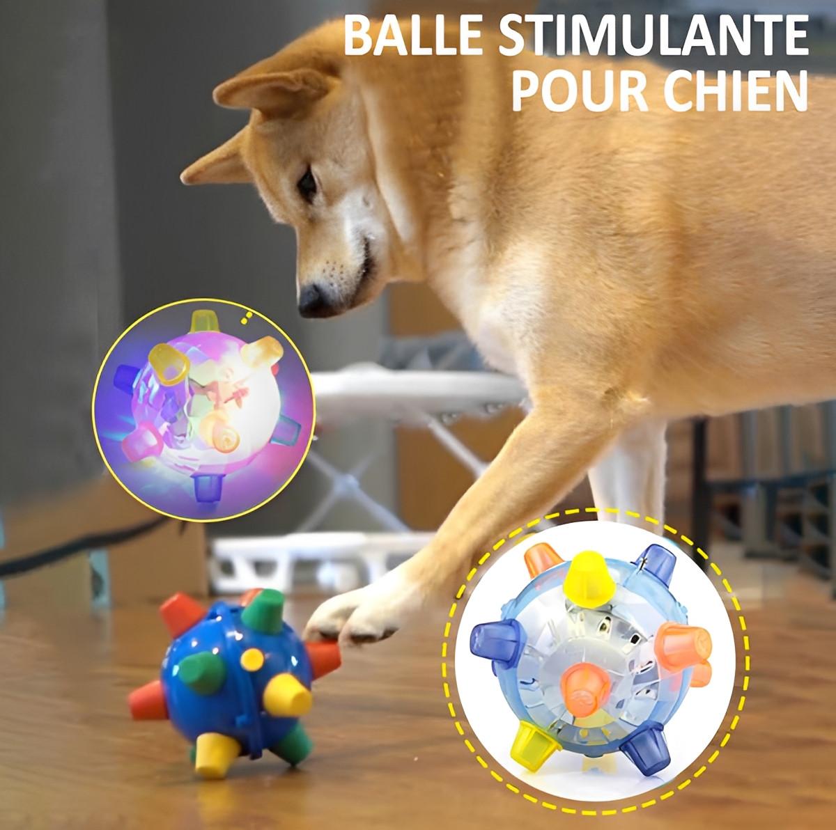 Balle Pour Chien Interactive