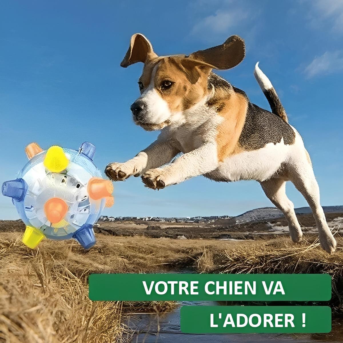 Balle Pour Chien Interactive