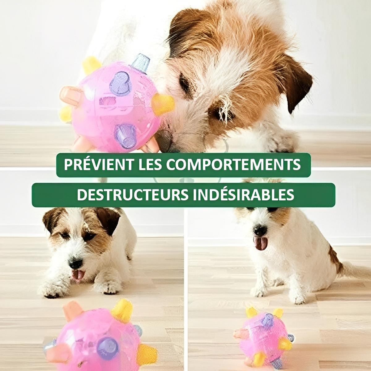 Balle Pour Chien Interactive