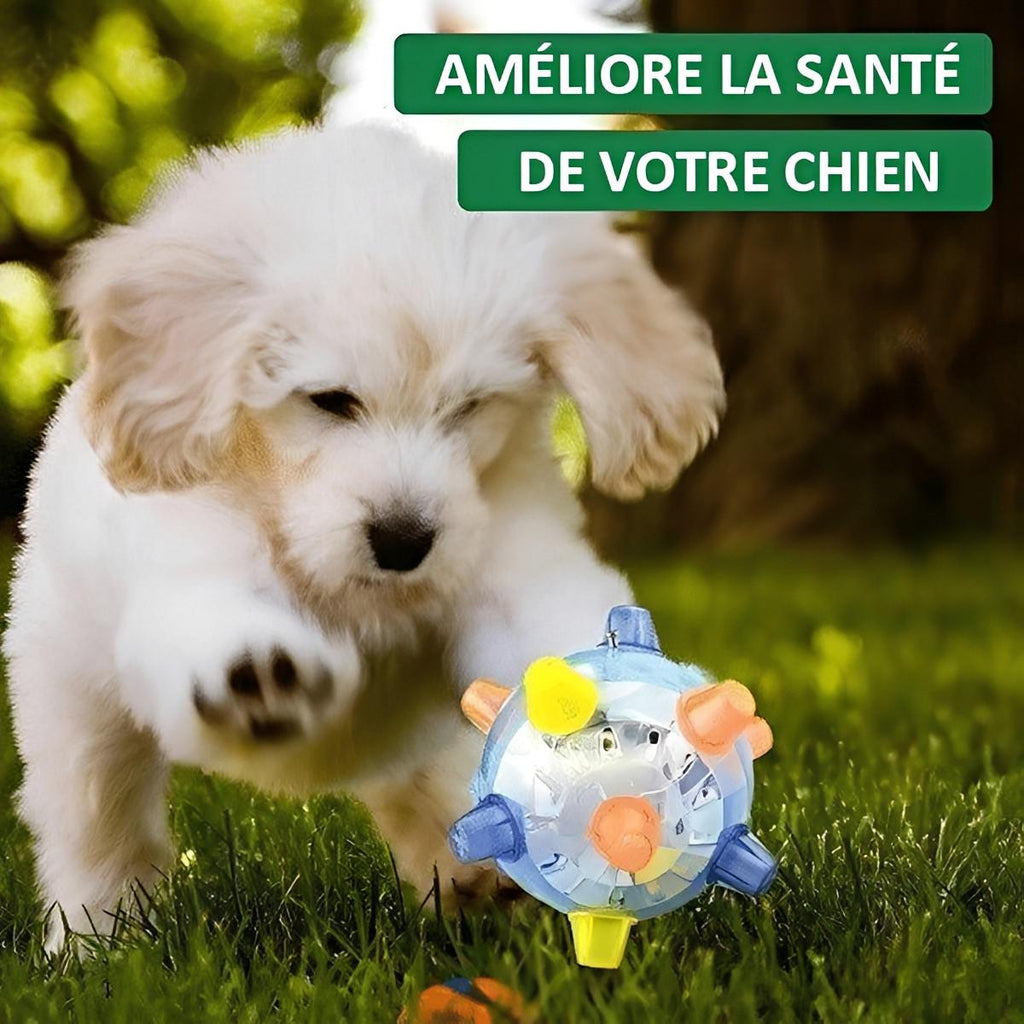Balle Pour Chien Interactive