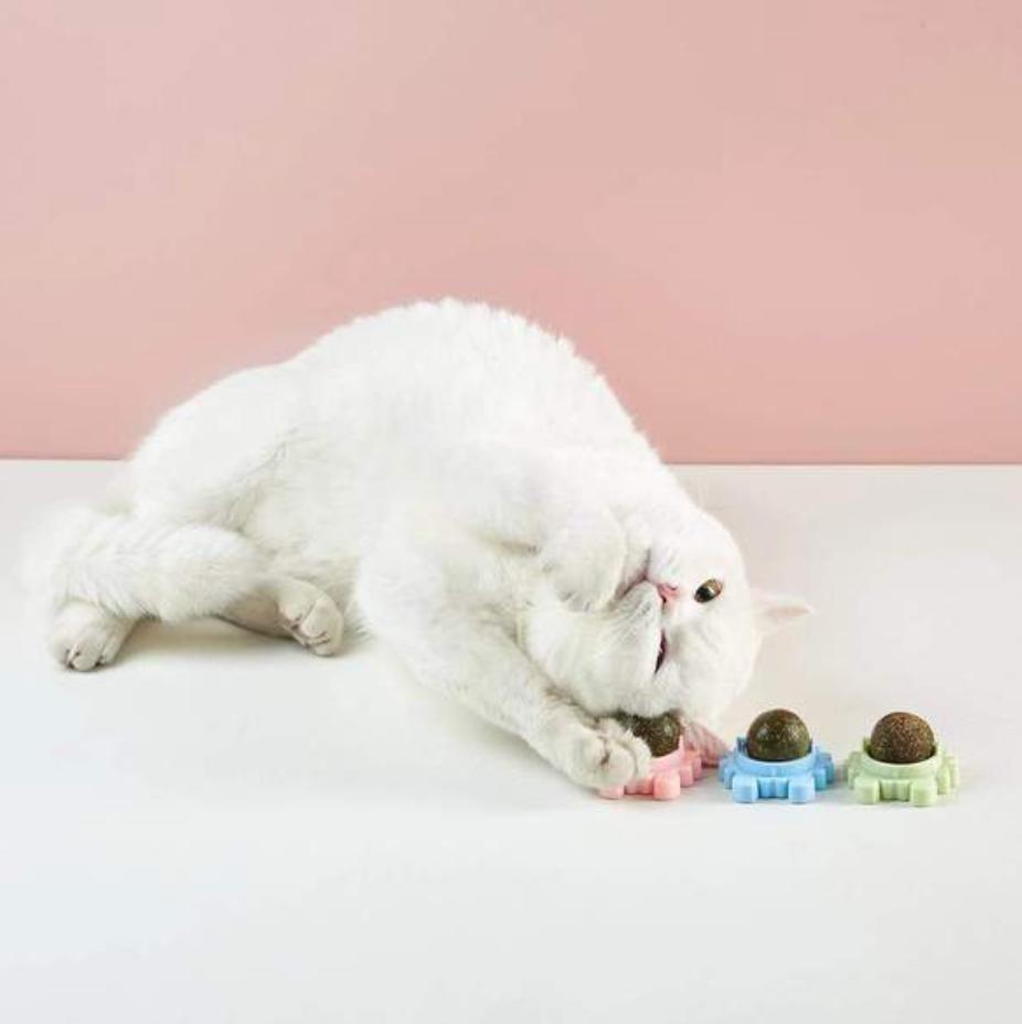 Boule d'Herbe à Chat Rotative - Nettoyage de la dentition
