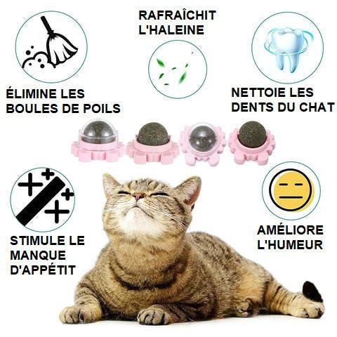 Boule d'Herbe à Chat Rotative - Nettoyage de la dentition