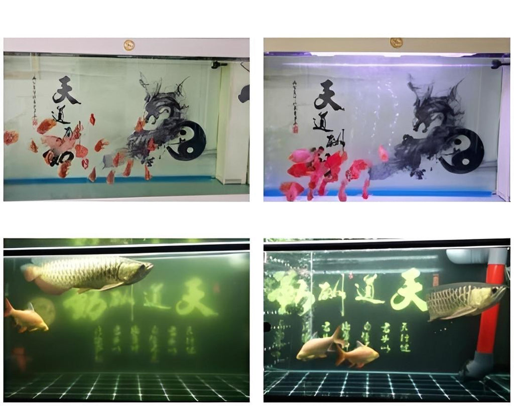 Cube Purificateur d'Eau Eco-Aquarium