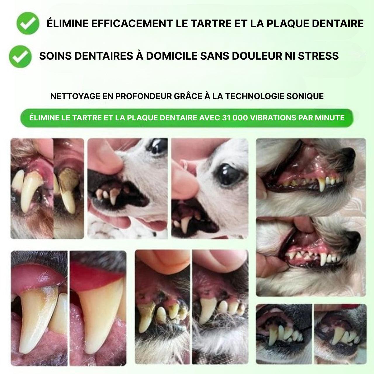 Kit De Nettoyage Dentaire Pour Chien