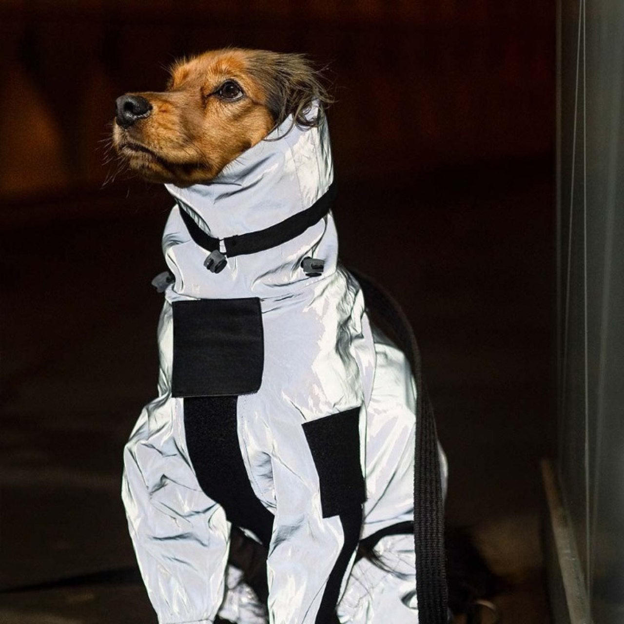 Manteau Imperméable Pour Chien
