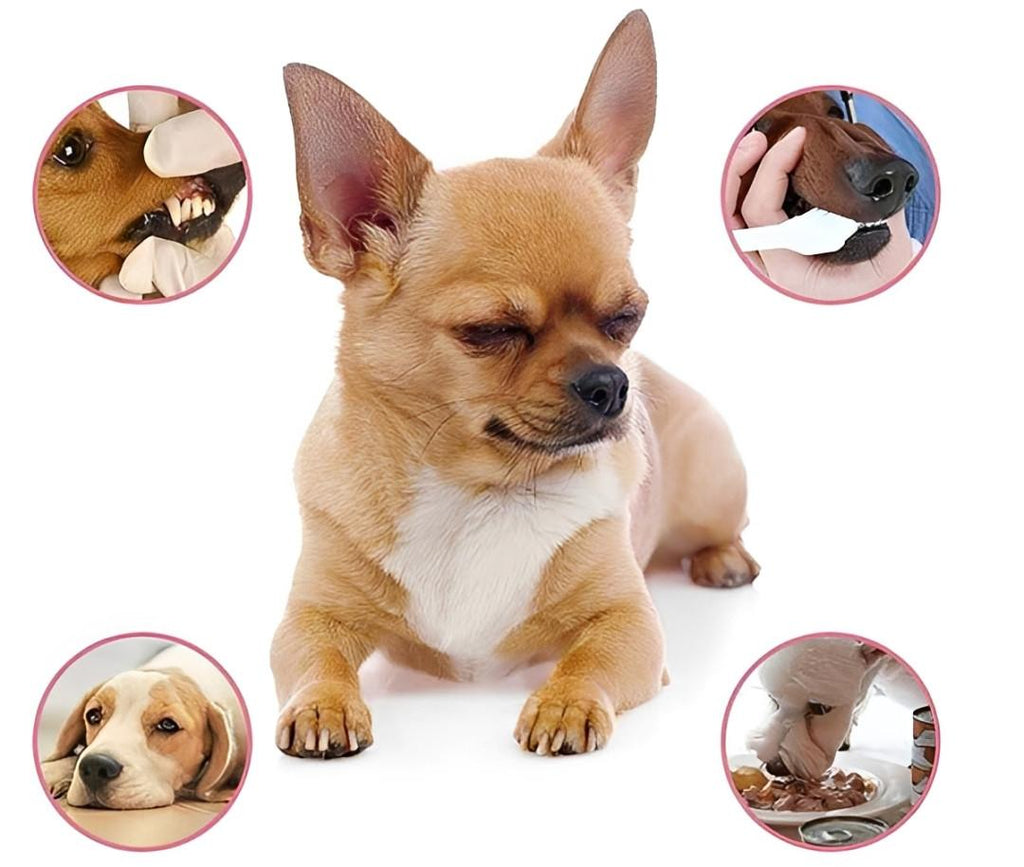 Rafraîchisseur d'Haleine pour chien