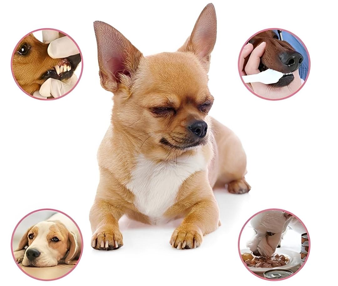 Rafraîchisseur d'Haleine pour chien