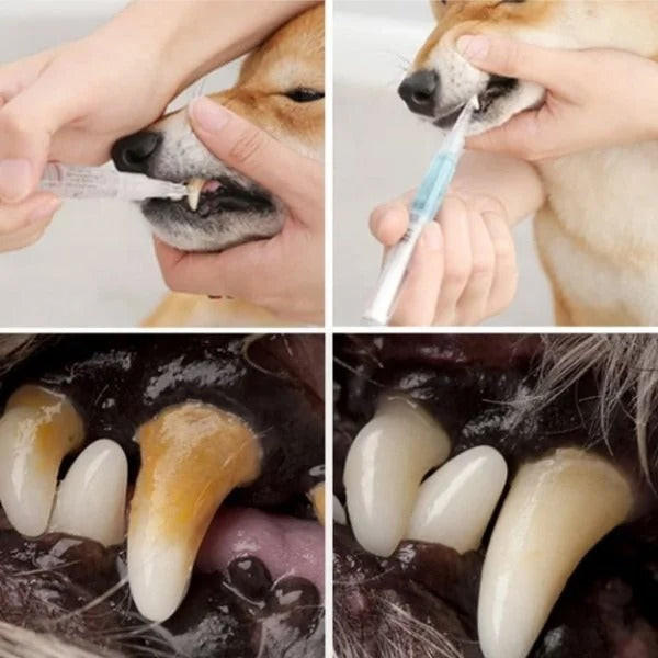 Stylo Nettoyant Dent Pour Chien